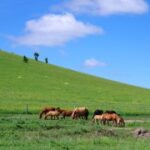 lv国际下载的用户评价:真实反馈与使用心得 r4bmp11t2